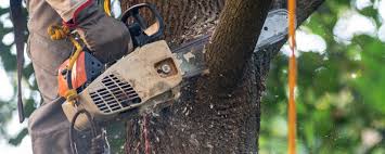 Colorado Springs, CO Tree Care Company