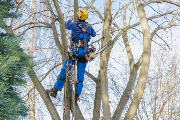 Best Seasonal Cleanup (Spring/Fall)  in Lorado Springs, CO